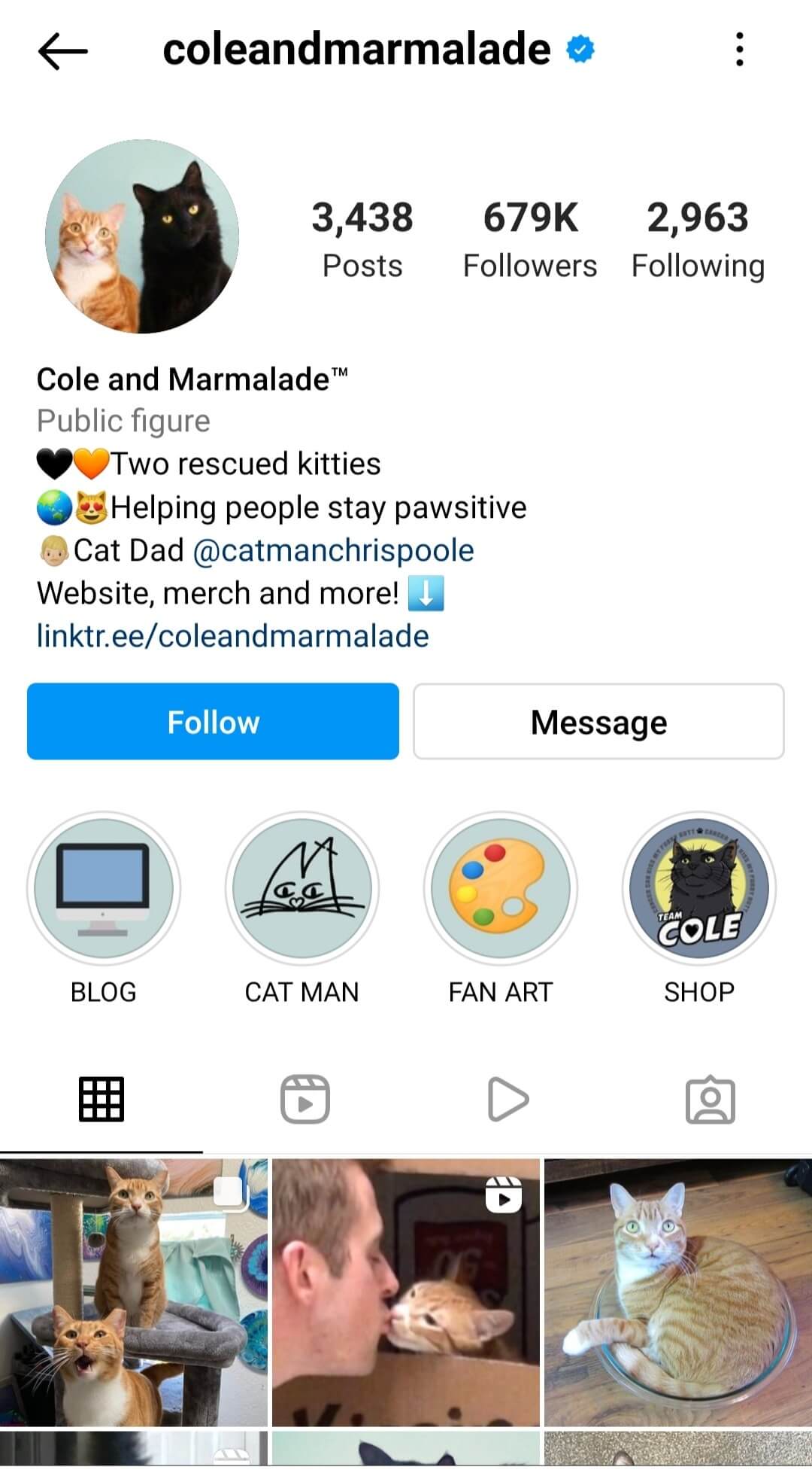 Cole and marmalade's Instagram. Two rescued kitties helping people stay pawsitive. Photos and videos of two cat influencers.